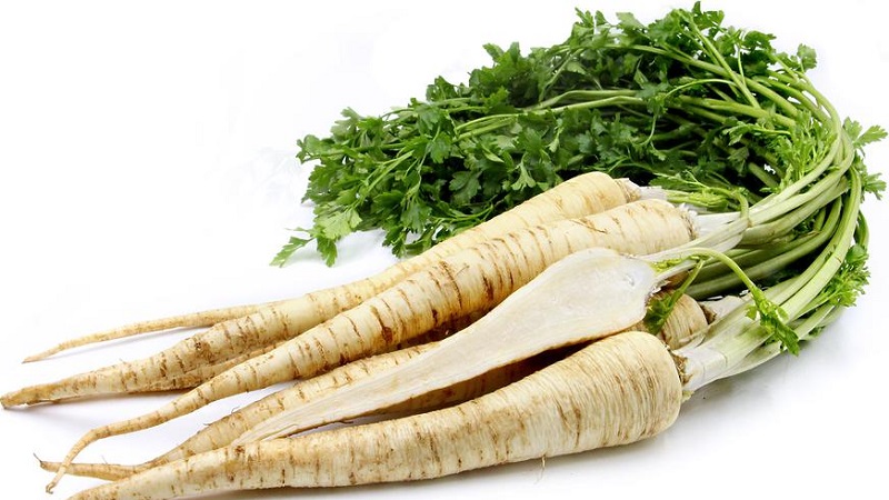 Planting and caring for root parsley outdoors