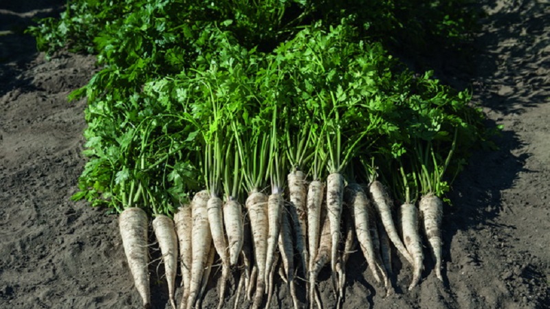 Planting and caring for root parsley outdoors
