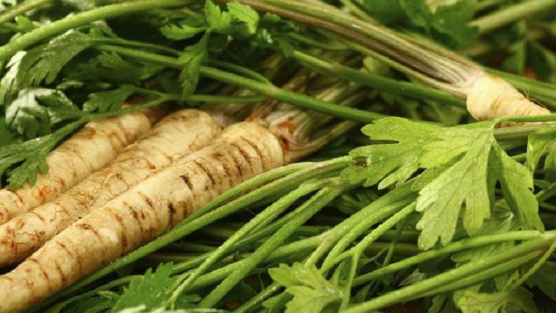 Planting and caring for root parsley outdoors