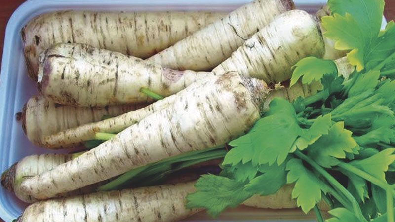 Planting and caring for root parsley outdoors
