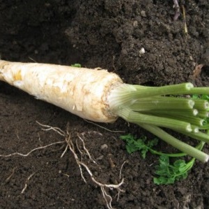 Planting and caring for root parsley outdoors