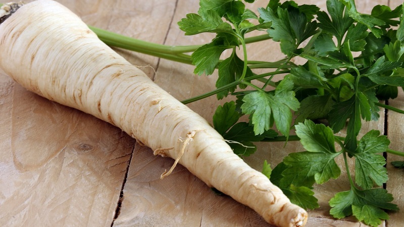 Planting and caring for root parsley outdoors