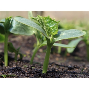 Recommendations for planting cucumber seeds in open ground in July