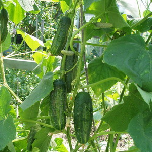 Recommendations for planting cucumber seeds in open ground in July