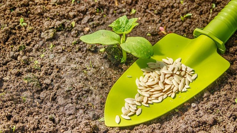 Recommendations for planting cucumber seeds in open ground in July