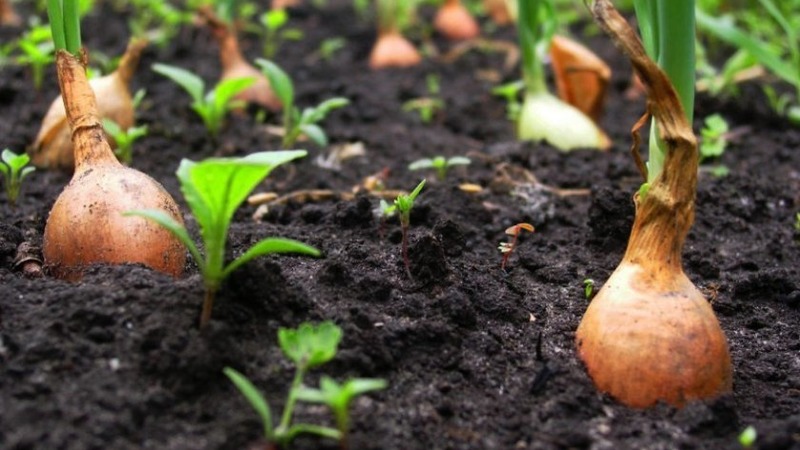 Technology of planting onion sets in spring: how to plant and grow properly