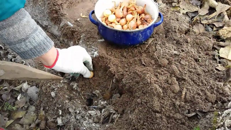 Technology of planting onion sets in spring: how to plant and grow properly
