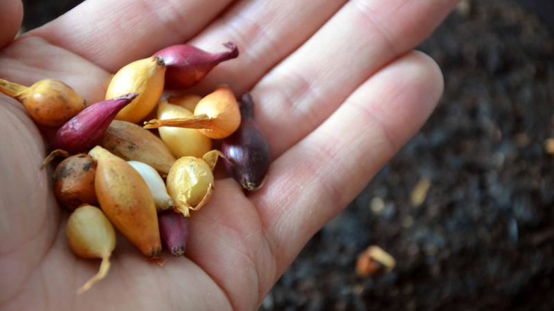 Technology of planting onion sets in spring: how to plant and grow properly
