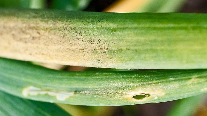 Step-by-step instructions: how to grow leek seedlings