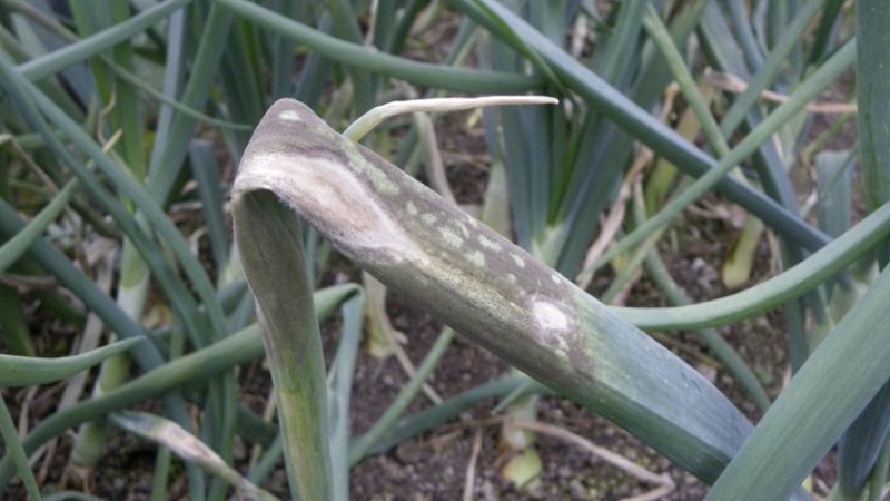 Step-by-step instructions: how to grow leek seedlings