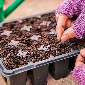 Step-by-step instructions: how to grow leek seedlings