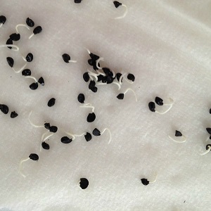 Step-by-step instructions: how to grow leek seedlings