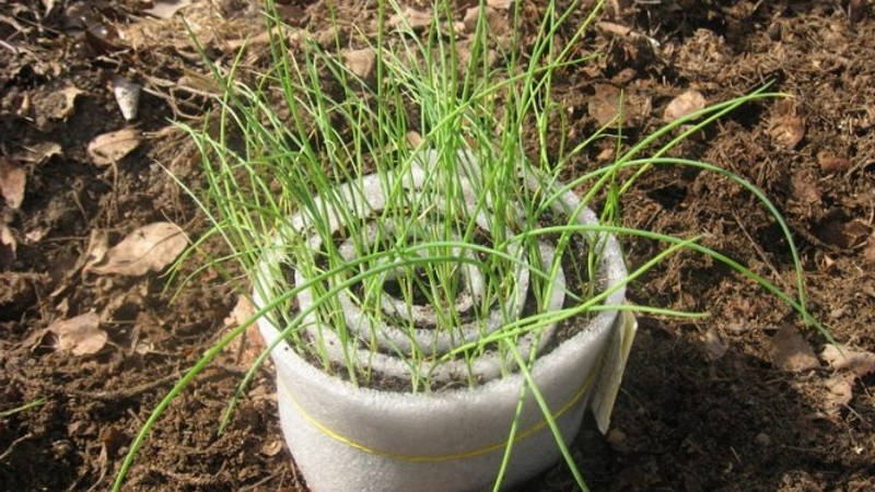 Step-by-step instructions: how to grow leek seedlings