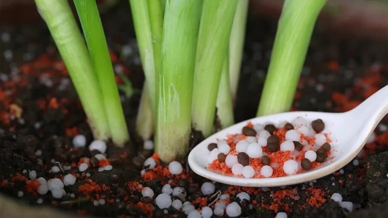 Step-by-step instructions: how to grow leek seedlings