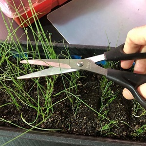 Step-by-step instructions: how to grow leek seedlings