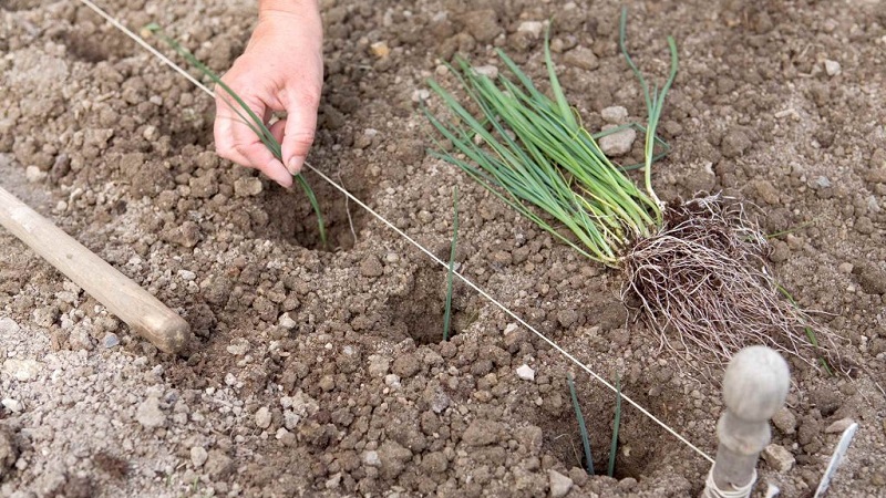 Step-by-step instructions: how to grow leek seedlings