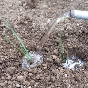 Step-by-step instructions: how to grow leek seedlings
