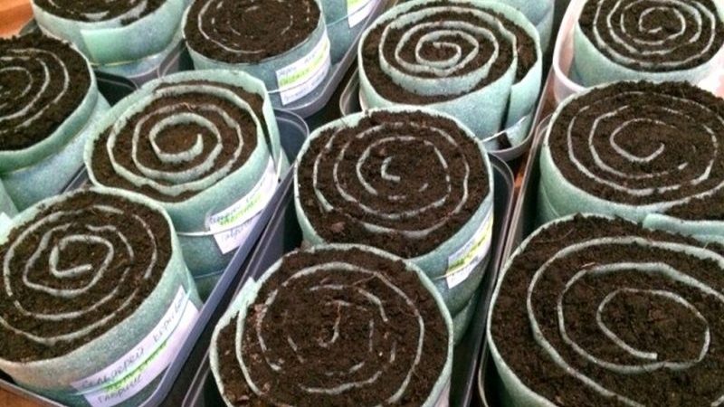 Step-by-step instructions for planting stalked celery seedlings