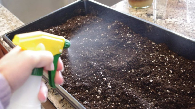 Step-by-step instructions for planting stalked celery seedlings