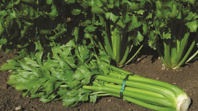 Step-by-step instructions for planting stalked celery seedlings