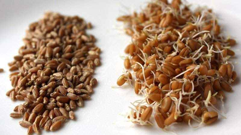 A step-by-step guide on how to germinate wheat at home