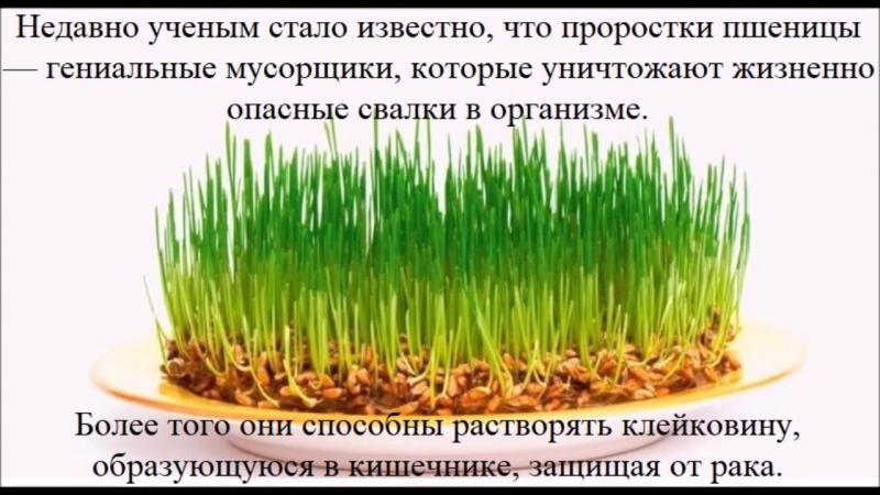 A step-by-step guide on how to germinate wheat at home