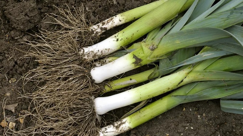 Step-by-step guide to growing leeks from seeds for beginner gardeners