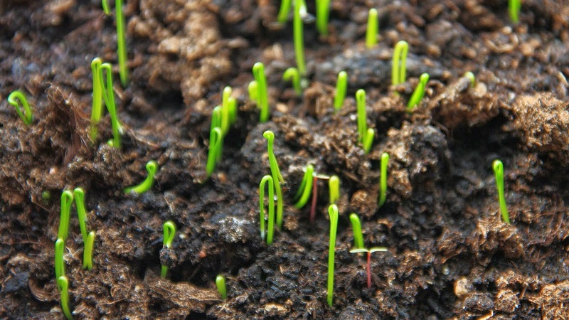 Step-by-step guide to growing leeks from seeds for beginner gardeners