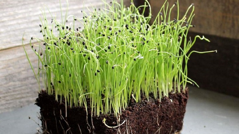 Step-by-step guide to growing leeks from seeds for beginner gardeners