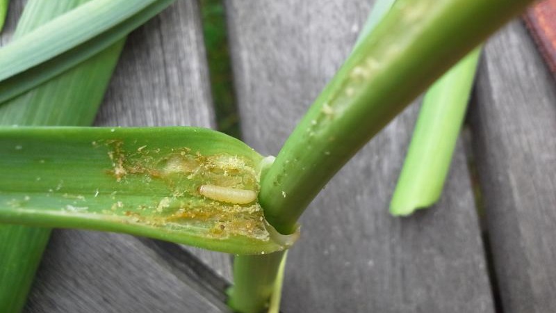 Step-by-step guide to growing leeks from seeds for beginner gardeners