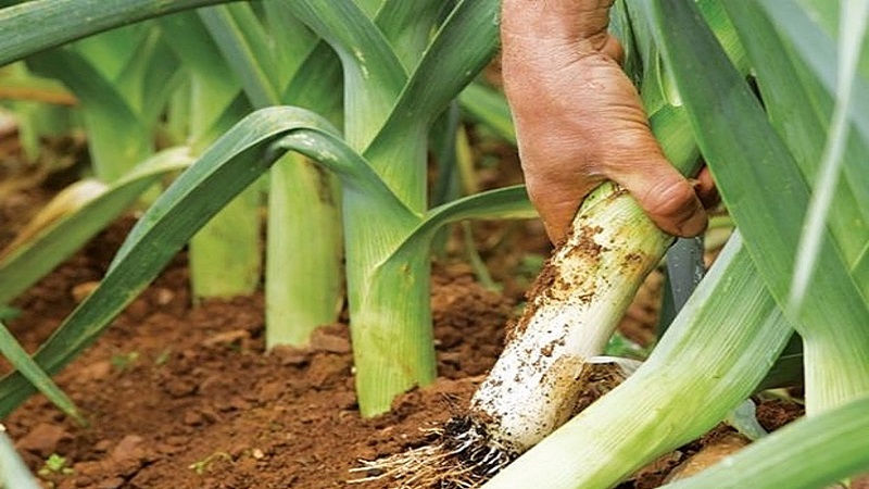 Step-by-step guide to growing leeks from seeds for beginner gardeners