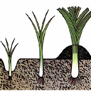 Step-by-step guide to growing leeks from seeds for beginner gardeners