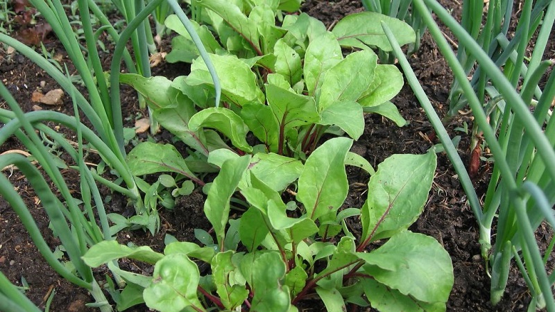 Crop rotation rules for carrots: then sow, what to plant after and next to