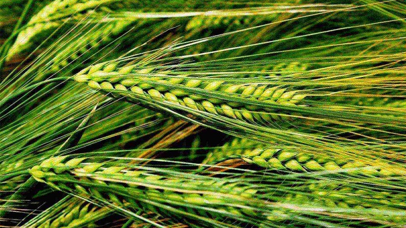 Rules for growing winter barley