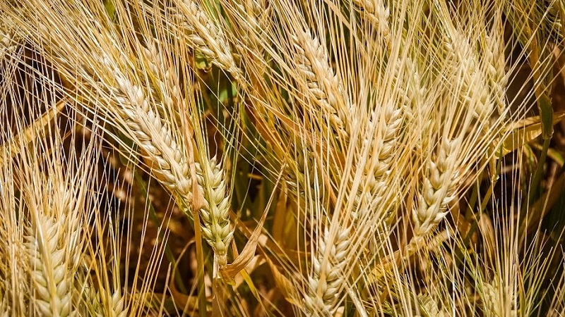 Rules for growing winter barley