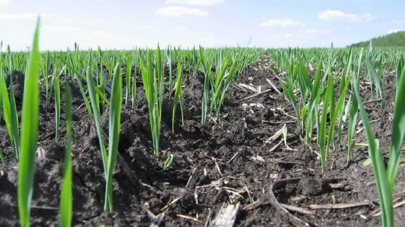 Rules for growing winter barley