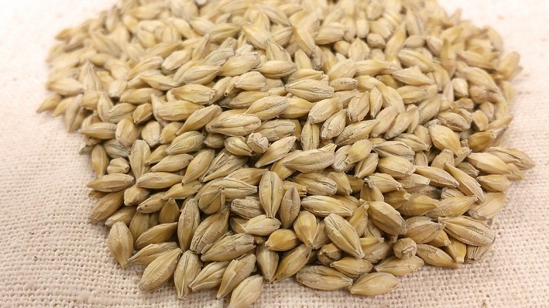 Rules for growing winter barley