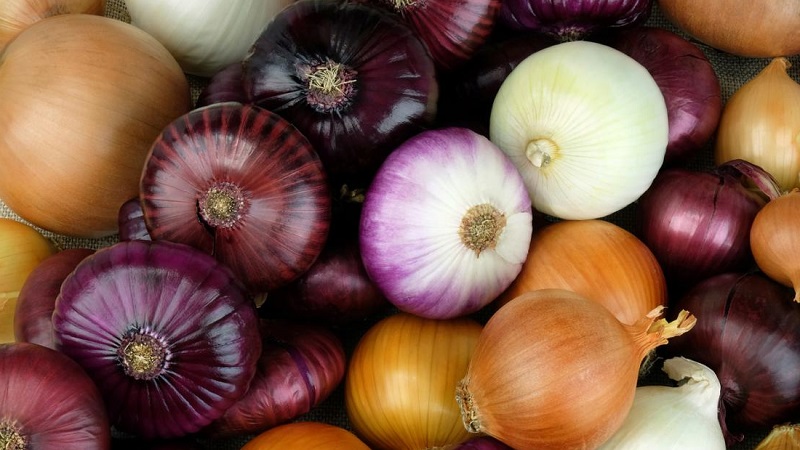 The reasons why you want onions: what is enough for the body