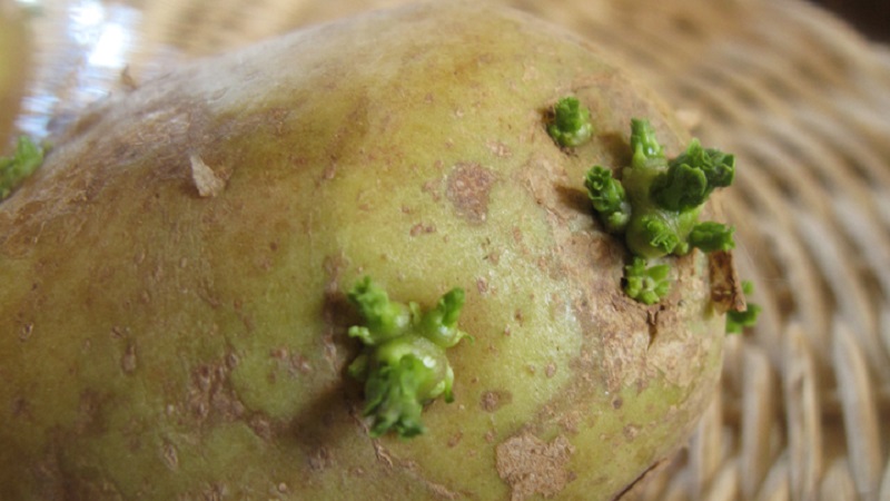 Sprouted potatoes: what to do with it and can you eat it