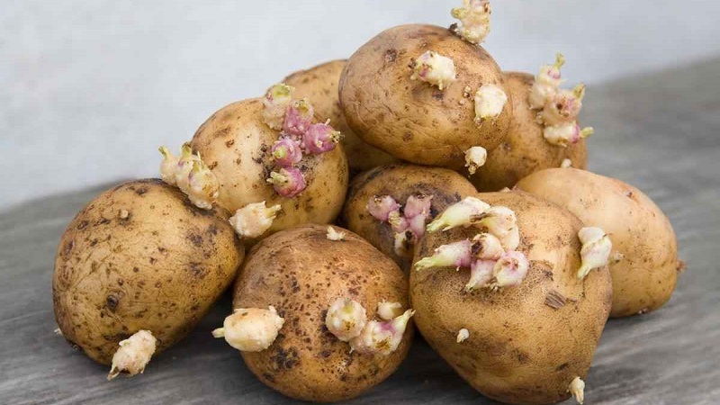 Sprouted potatoes: what to do with it and can you eat it