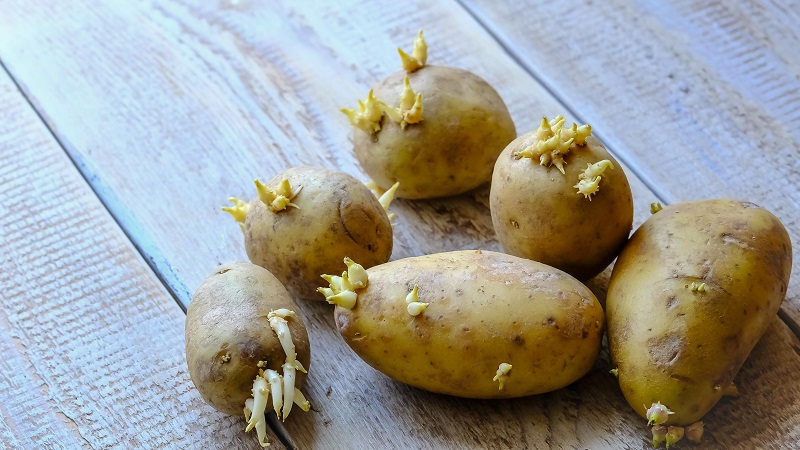 Sprouted potatoes: what to do with it and can you eat it