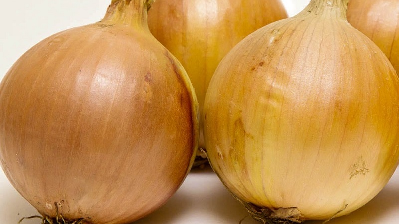 Early ripe, frost-resistant winter variety of Shakespeare onions