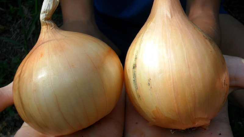 Early ripe, frost-resistant winter variety of Shakespeare onions