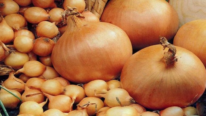 An early ripe onion variety for universal use Strigunovsky local