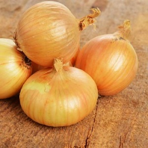 An early ripe onion variety for universal use Strigunovsky local