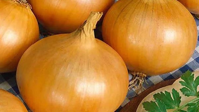 An early ripe onion variety for universal use Strigunovsky local