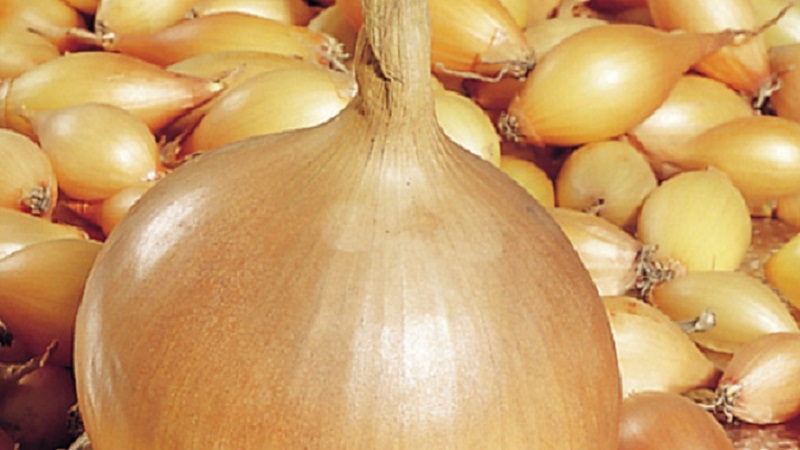 An early ripe onion variety for universal use Strigunovsky local
