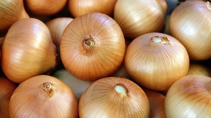 An early ripe onion variety for universal use Strigunovsky local