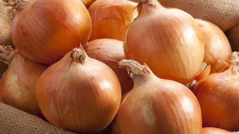 An early ripe onion variety for universal use Strigunovsky local