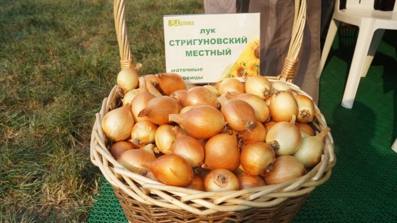 An early ripe onion variety for universal use Strigunovsky local